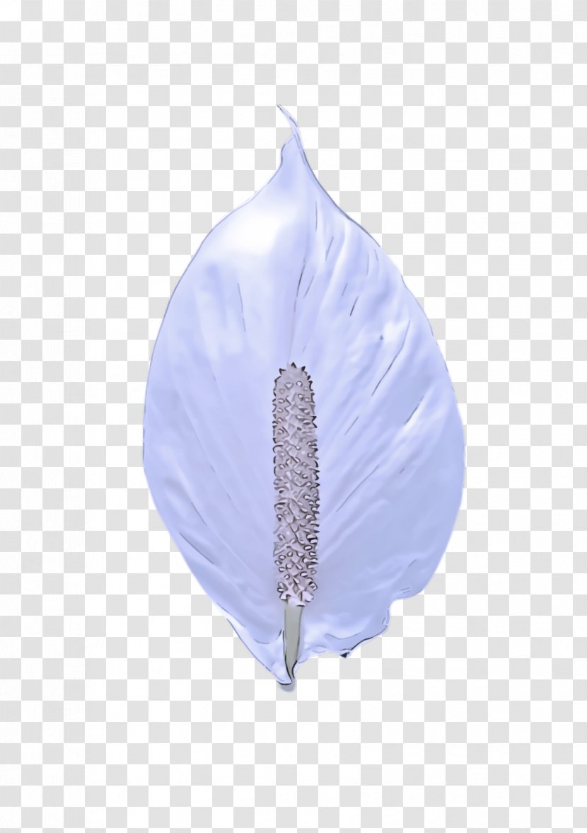 Feather - Iris Arum Family Transparent PNG