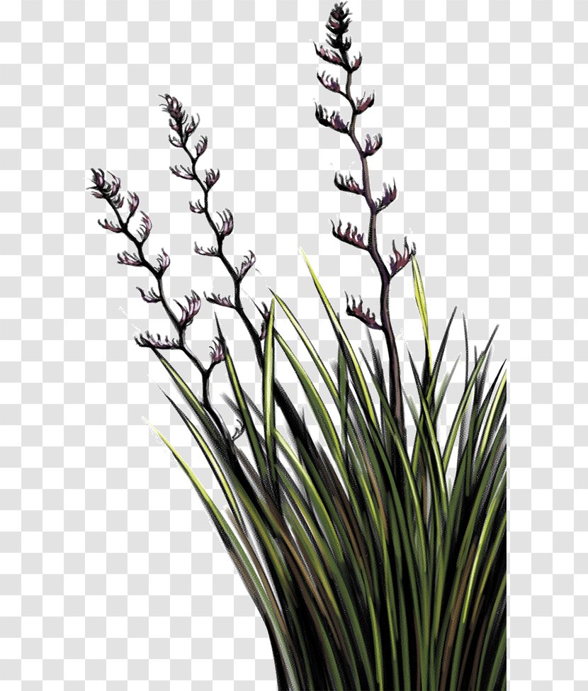 Potton & Burton Flax Plant Stem Concept Nz - Grass Family Transparent PNG