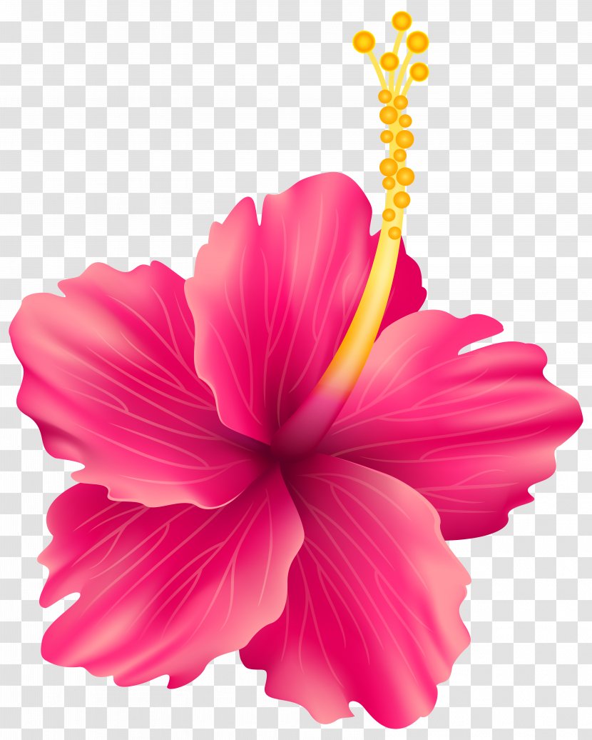 Flower Rose Clip Art - Annual Plant - Pink Transparent PNG