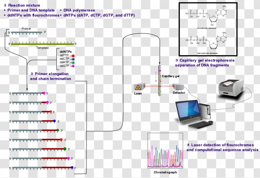 DNA Sequencing Sanger Dideoxynucleotide Nucleic Acid Sequence - Electronics Accessory Transparent PNG