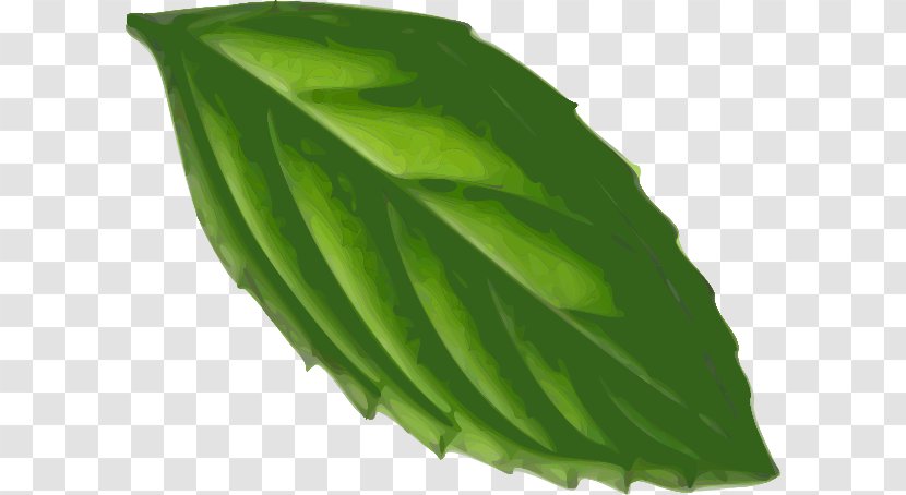 Leaf Peppermint Clip Art - Plant Transparent PNG