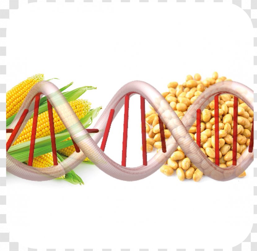 Genetically Modified Organism Food Genetics Genetic Engineering - Environmental Issue - Natural Environment Transparent PNG