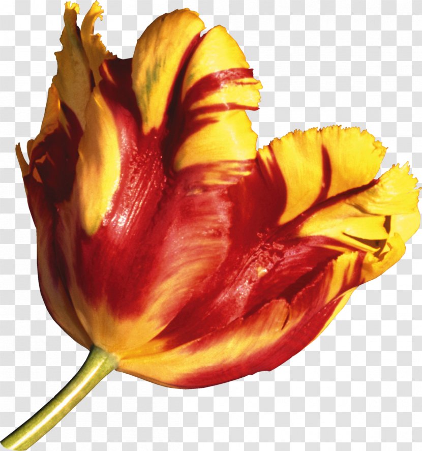 Tulip Flower Domain Name .net - Still Life Photography Transparent PNG