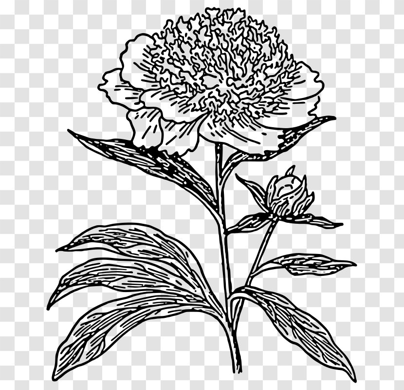 Drawing Line Art Peony Clip - Visual Arts - Subshrubby Flower Transparent PNG
