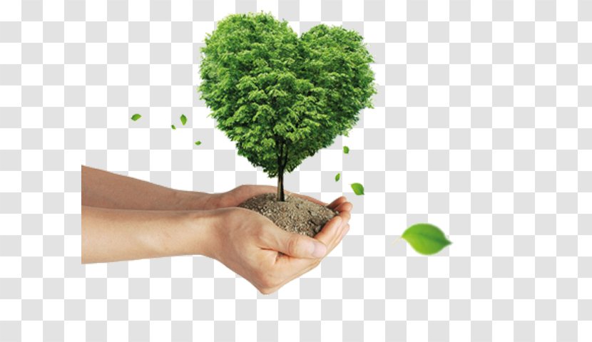 Natural Environment Clip Art Social Media Organization Image - Tree Transparent PNG