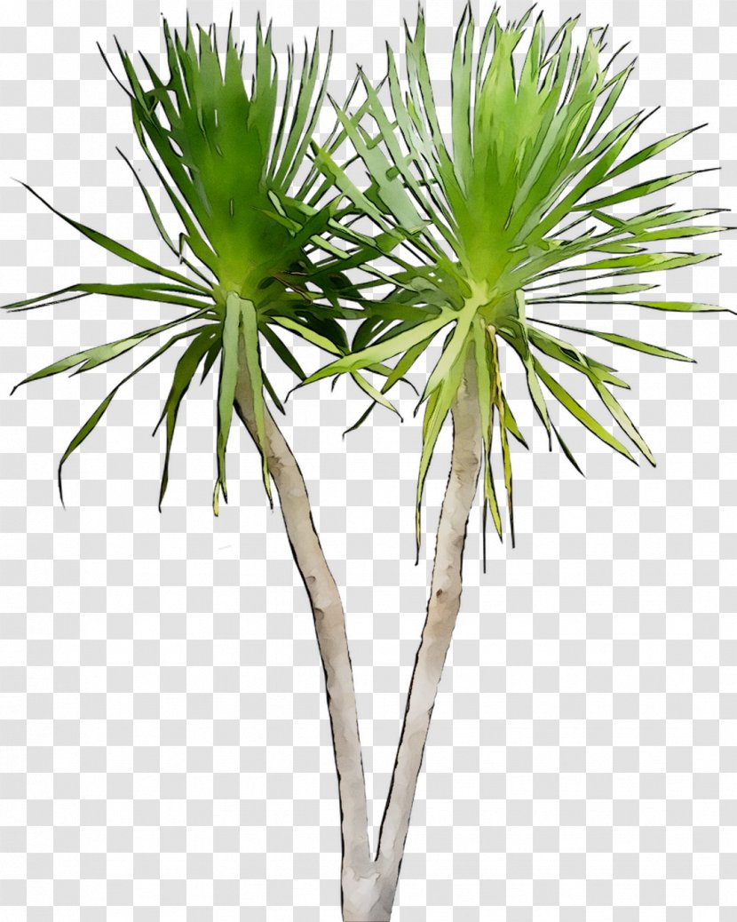 Asian Palmyra Palm Dragon Tree Image Plants - Trees - Houseplant Transparent PNG