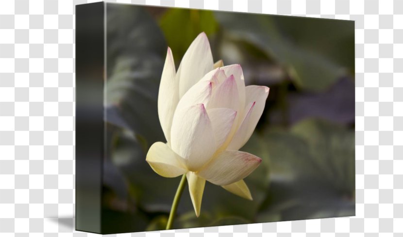 Desktop Wallpaper Computer MTN Group Lotus-m - Aquatic Plant - Sacred Lotus Transparent PNG