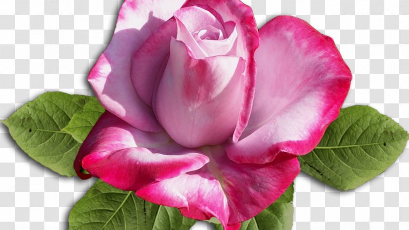 Garden Roses Cabbage Rose Floribunda .by Cut Flowers - Silhouette - Hibiscus Transparent PNG