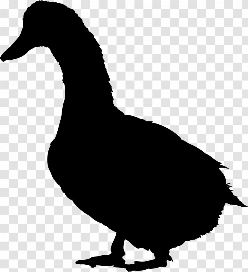 Duck Domestic Goose Bird Fowl Transparent PNG