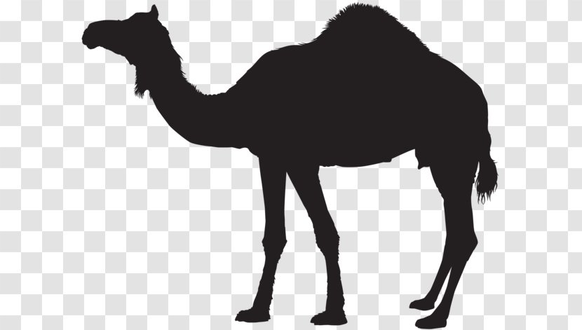 Dromedary Bactrian Camel Clip Art - Mane - Silhouette Transparent PNG