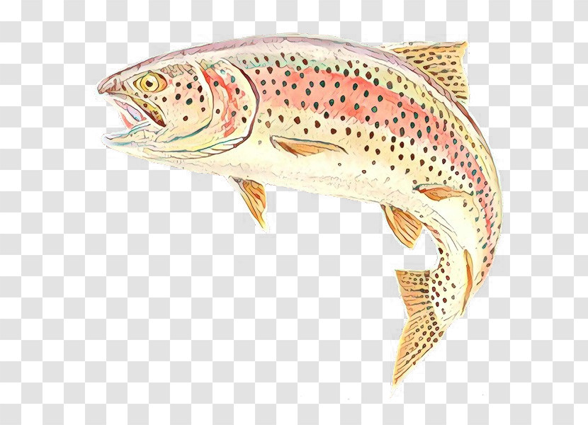 Brown Trout Fish Trout Fish Cutthroat Trout Transparent PNG