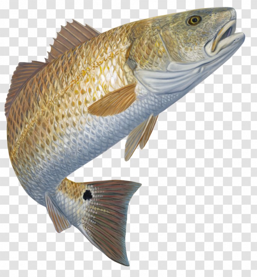 Red Drum Redfish Decal Fishing Black - Common Snook Transparent PNG