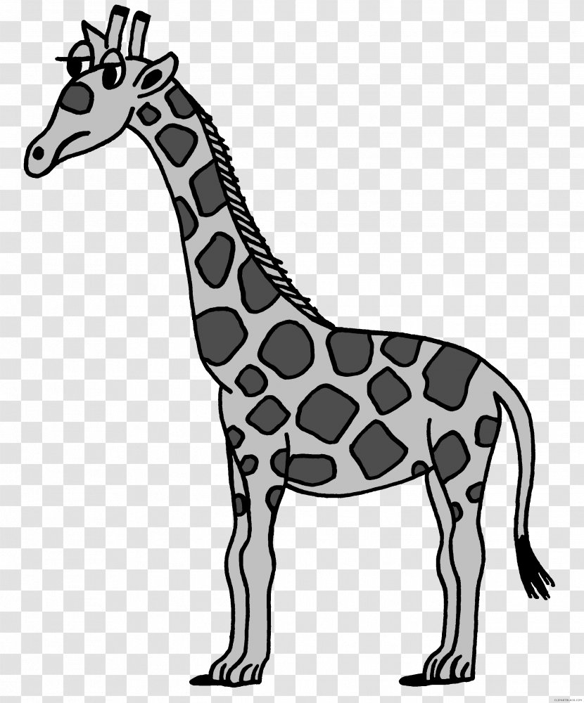 Giraffe Clip Art Image Free Content Drawing - Monochrome Photography Transparent PNG