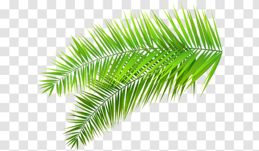 Clip Art Palm Trees Leaf Branch - Elaeis - Tree Tropical Tropic Transparent PNG