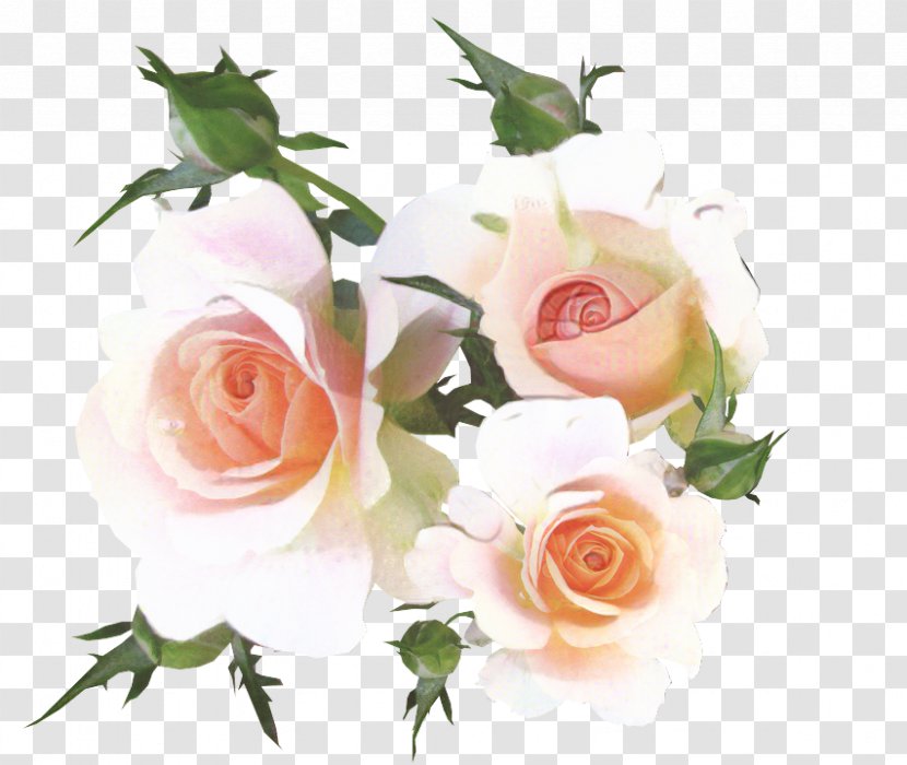 Garden Roses Cabbage Rose Cut Flowers Floral Design - Hybrid Tea - Bud Transparent PNG