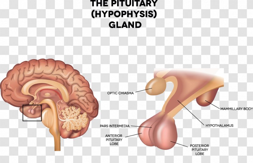 Pituitary Gland Anterior Endocrine System - Flower - Brain Transparent PNG