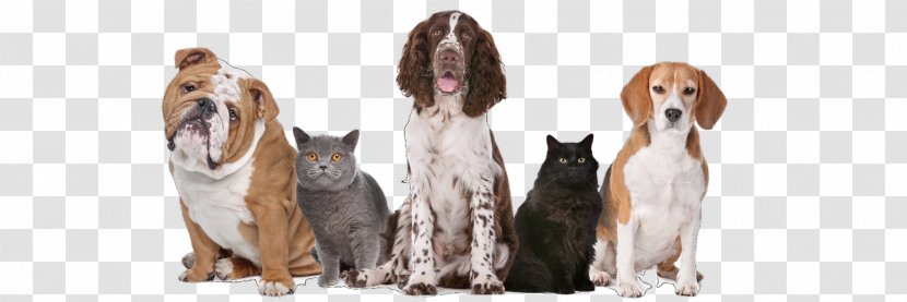 Dog Pet Sitting Cat Veterinarian - Food Transparent PNG