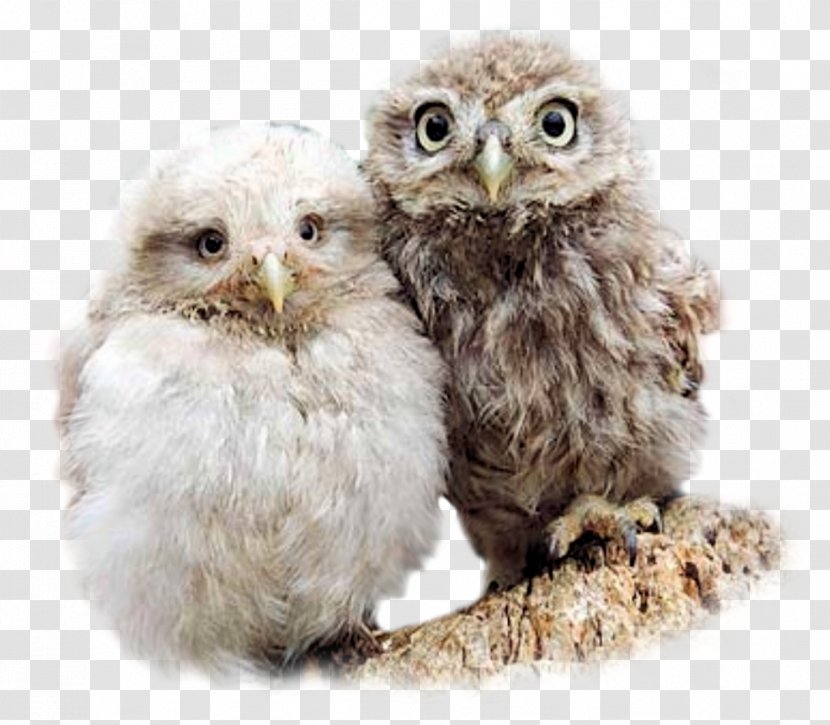 Baby Owls Bird Barn Owl Little - Infant Transparent PNG