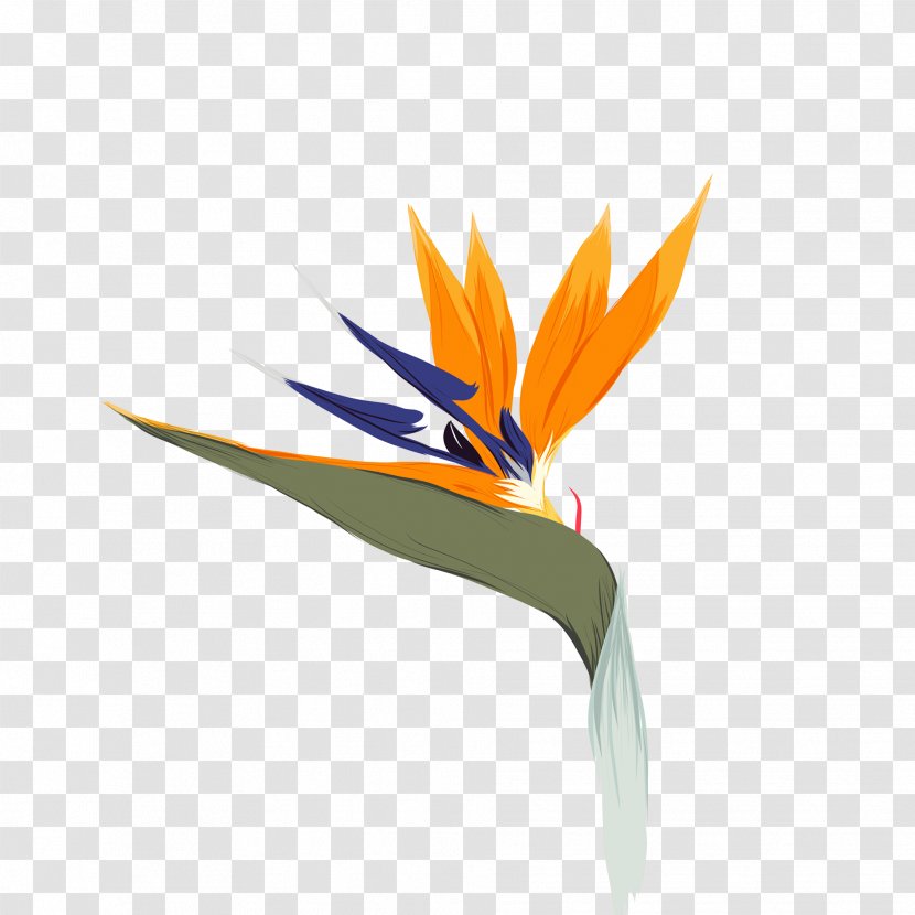 Drawing Illustration Graphics Design Bird Of Paradise Flower - Weather - Behance Transparent PNG