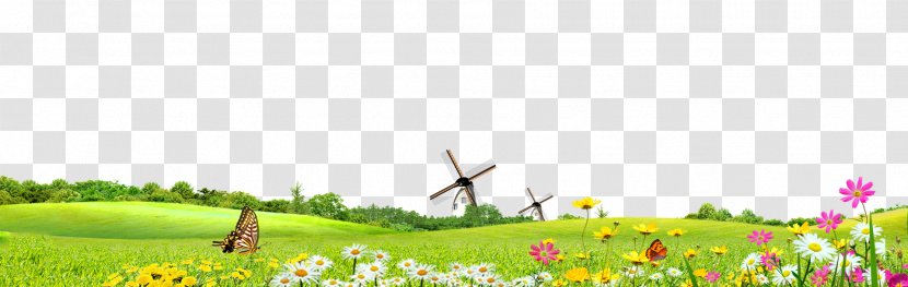 Green Safflower Google Images - Pollinator - Spring Summer Background Transparent PNG