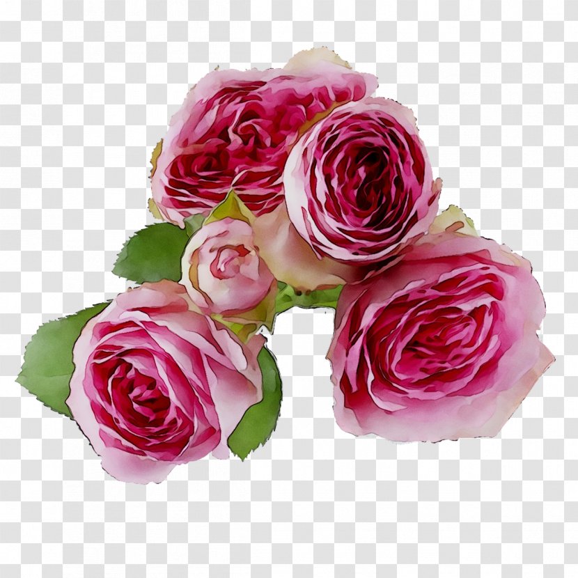 Garden Roses Cabbage Rose Floribunda Floral Design Cut Flowers - Flower - Artificial Transparent PNG