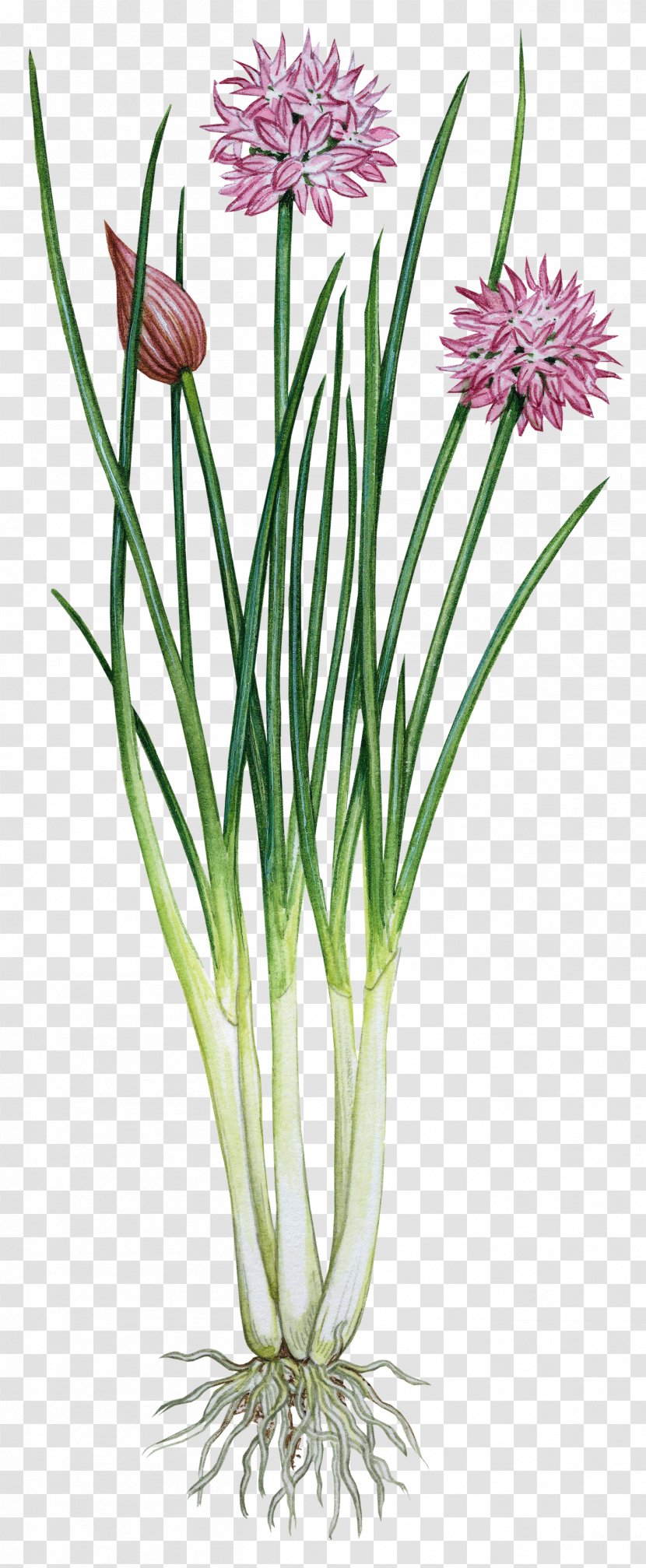 Garlic Chives Onion Herb - Flower - Herbs Transparent PNG