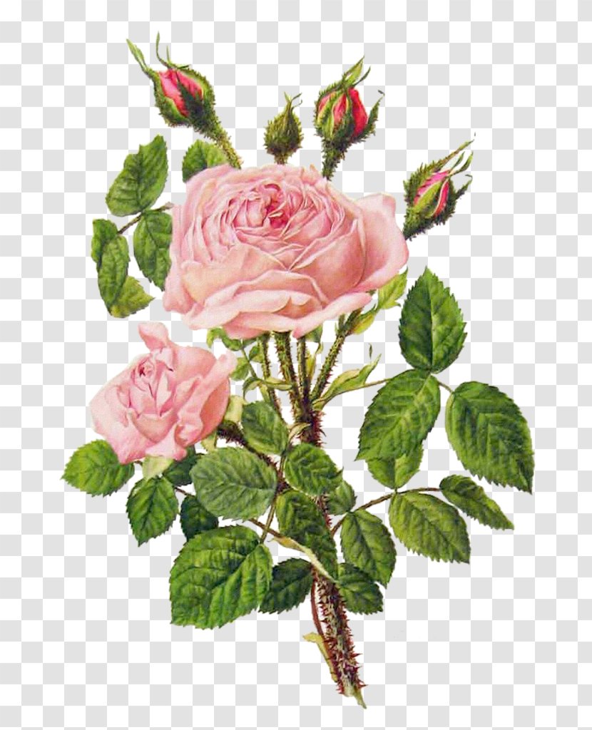 Flower Bouquet Rose Floral Design Illustration - Botanical - Pink Peony Transparent PNG