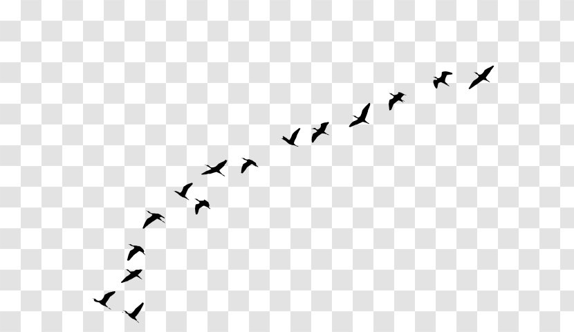 Bird Line Drawing - Migration - Text Animal Transparent PNG