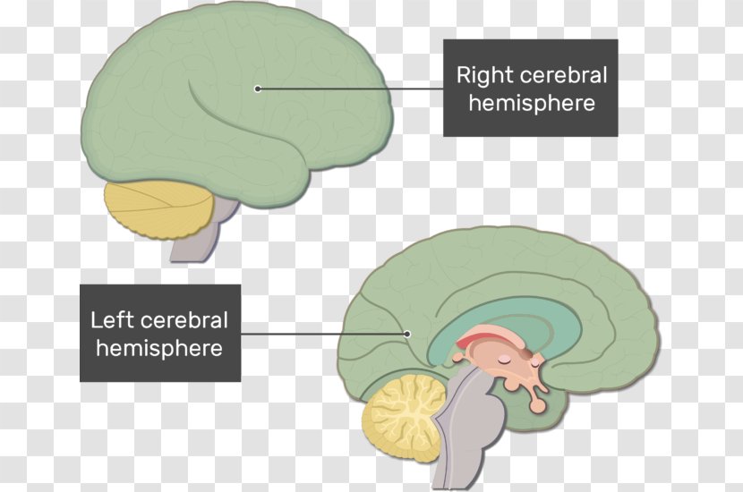 Brainstem Human Brain Nervous System Function - Frame Transparent PNG