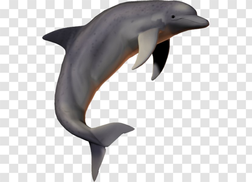 Common Bottlenose Dolphin Short-beaked Wholphin Tucuxi Rough-toothed Transparent PNG