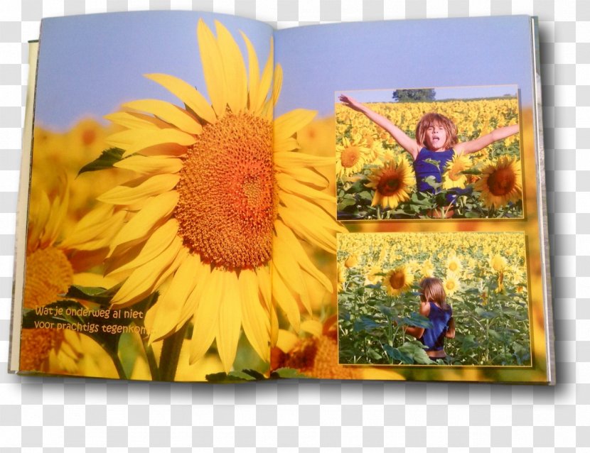 Sunflower Seed Child Photo-book - Daisy Family Transparent PNG