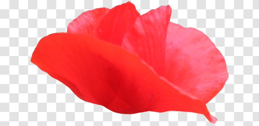 Petal - Poppy - Short Story Transparent PNG