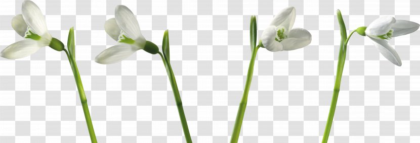 Snowdrop Plant Flower Petal - Stem - Gray Flowers Transparent PNG