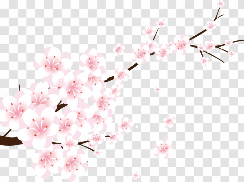 Flower Line Art - Cherry Blossom - Petal Twig Transparent PNG