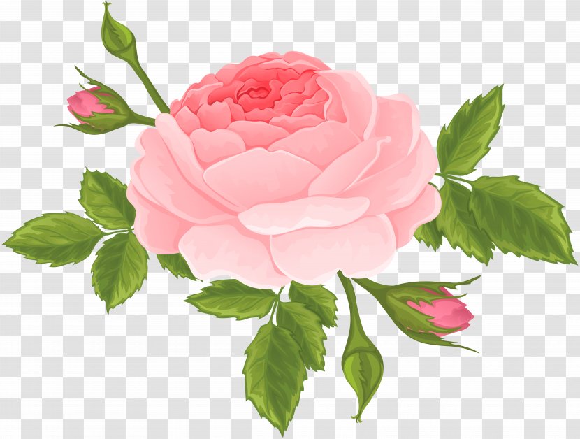 Garden Roses Centifolia Clip Art - Peony - Pink Rose With Buds Image Transparent PNG