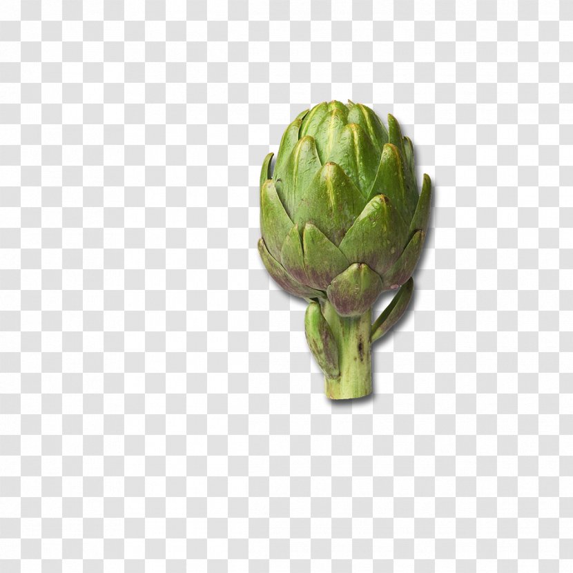 Artichoke Perennial Vegetable Scolymus Hispanicus Cynara - Flowerpot - Ombre Transparent PNG