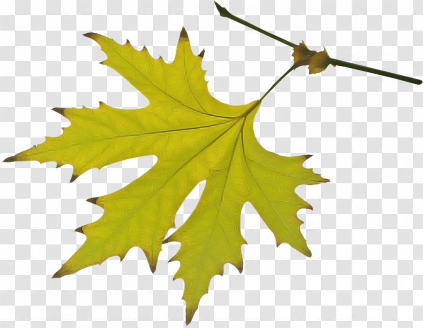 Maple Leaf - Black - Planetree Family Sweet Gum Transparent PNG