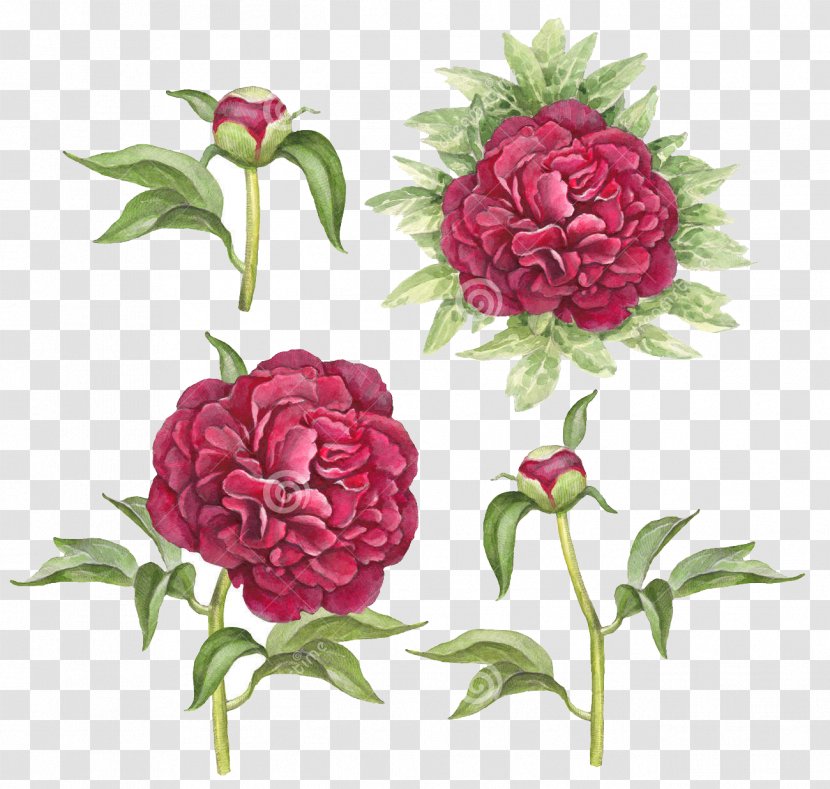 Watercolor Painting Drawing - Floral Design - Rose Transparent PNG