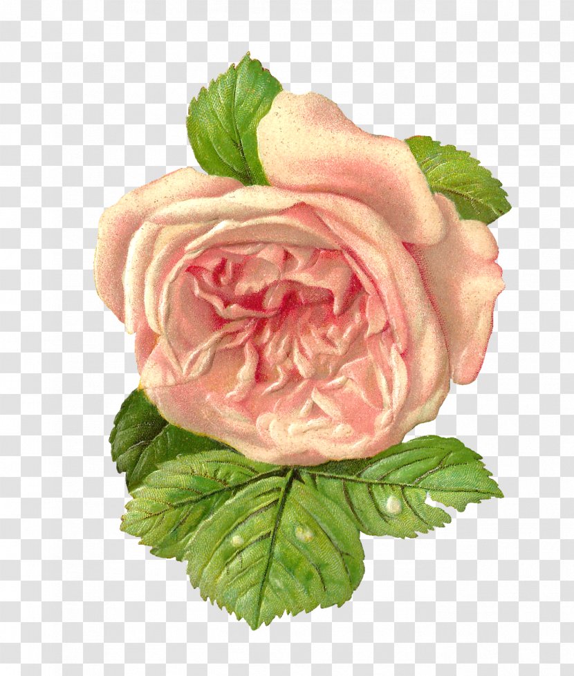 Flower Paper Garden Roses Scrapbooking Clip Art - Pink Rose Transparent PNG