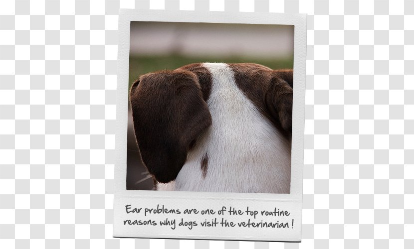 Dog Breed Puppy Love Sporting Group - Ear Transparent PNG