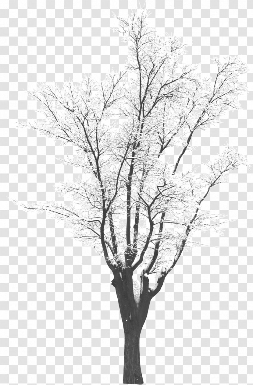 Tree Winter Monochrome Photography - Snow - Fir-tree Transparent PNG