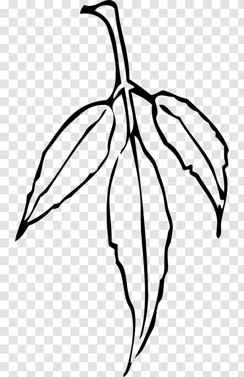Clip Art Leaf Eucalyptus Camaldulensis Vector Graphics - Gum Trees - Sumac Aesculus Californica Transparent PNG