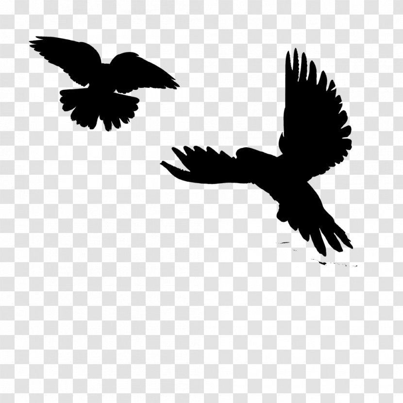 Eagle Logo - Coraciiformes - Perching Bird Crowlike Transparent PNG