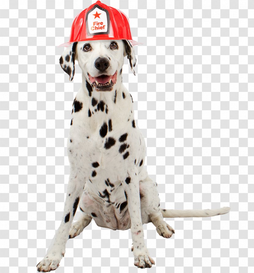Dalmatian Dog Cat Pet Sitting Firefighter Transparent PNG