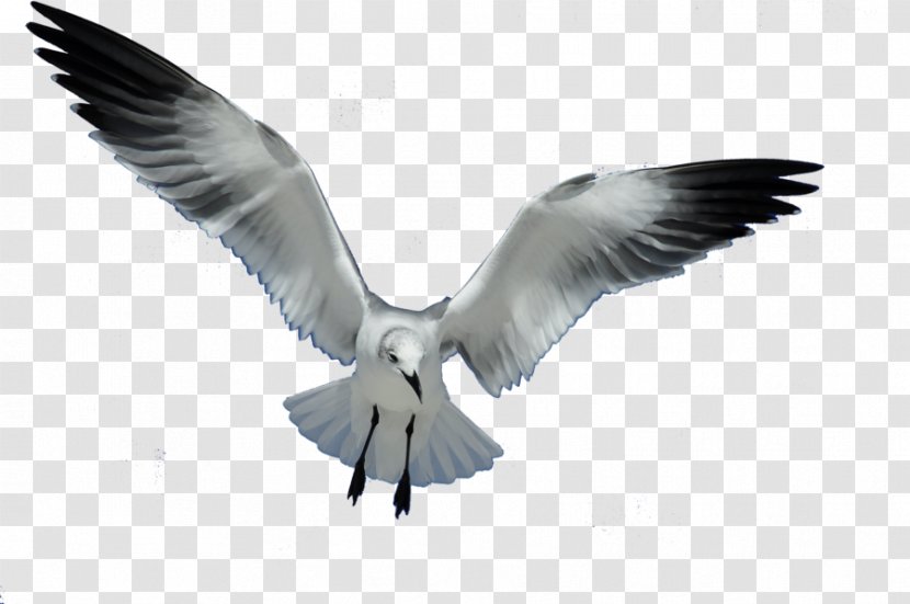 Gulls Bird European Herring Gull Flight Clip Art - Deviantart - Seagull Transparent PNG
