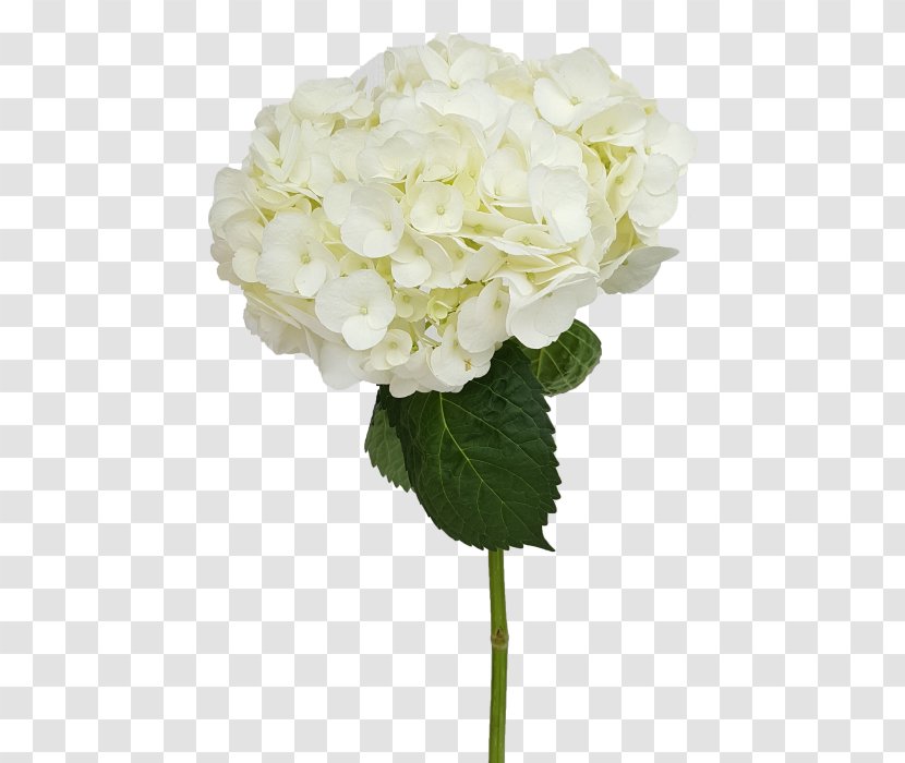 French Hydrangea Cut Flowers - Length - Flower Garden Transparent PNG