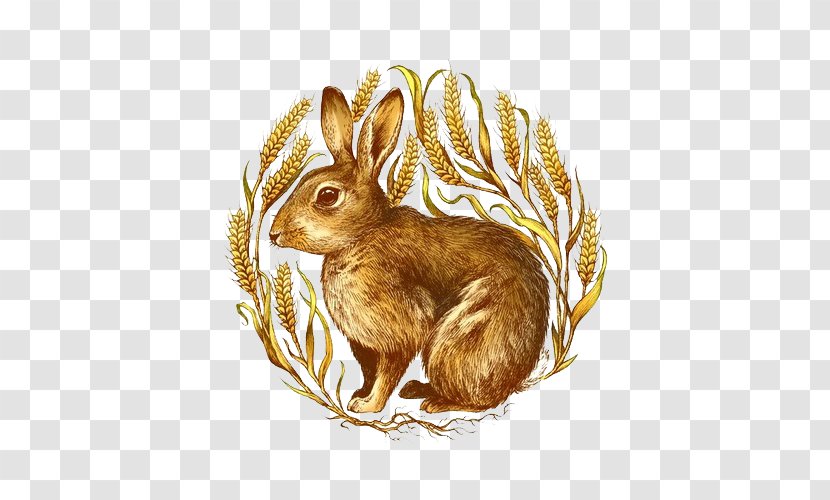 Domestic Rabbit Hare Illustrator Transparent PNG