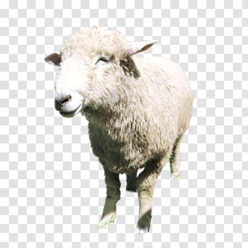 Boer Goat Sheep Milk Lanolin Tmall - Business - Aries Standing Transparent PNG