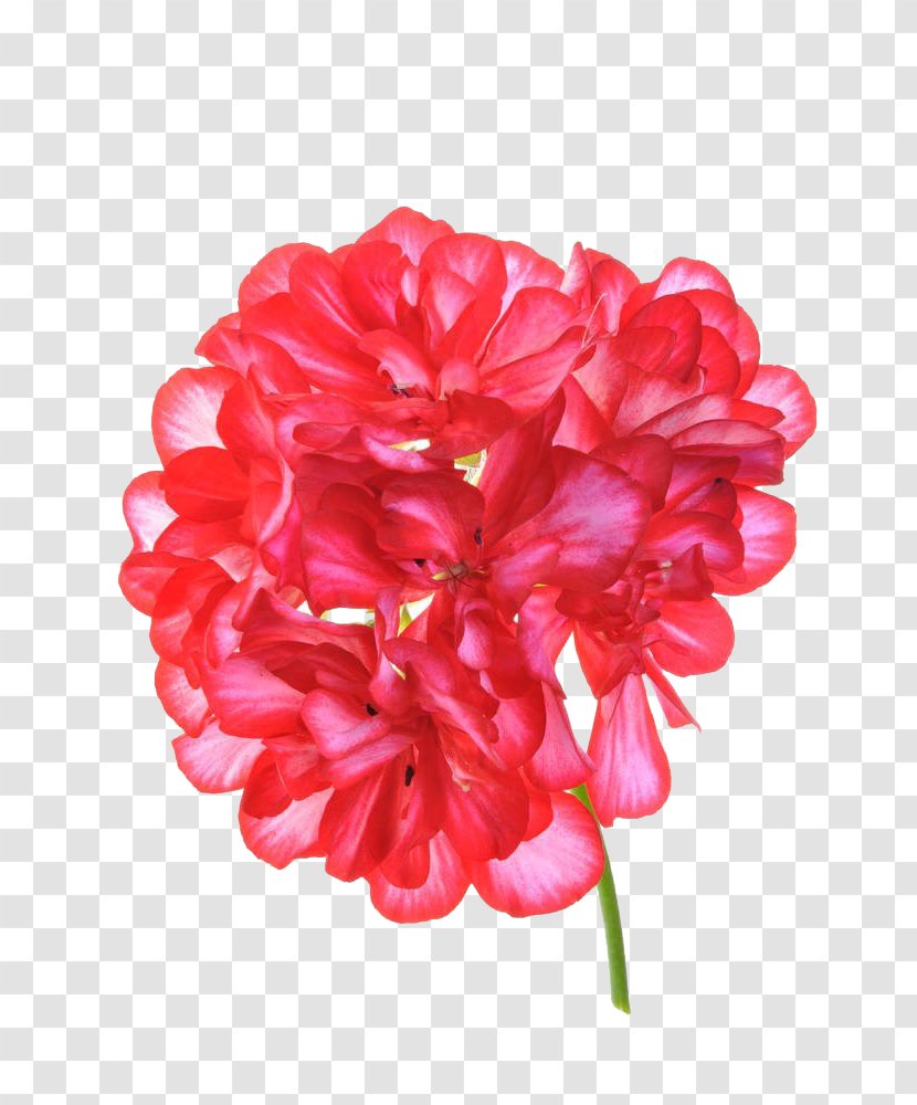 Geraniums Dahlia Cranes-bill Flower - Geranium Cluster High-definition Picture Transparent PNG