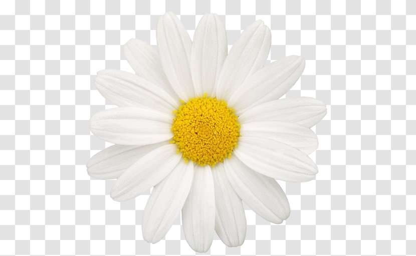 Common Daisy Oxeye Family Drawing Photography - Flower Transparent PNG
